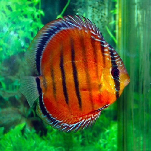Alenquer-Red-Discus-Fish-20-Pack.jpg