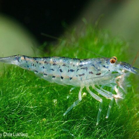 Freshwater Filter Feeding Green Lace Shrimp Arizona Aquatic Gardens