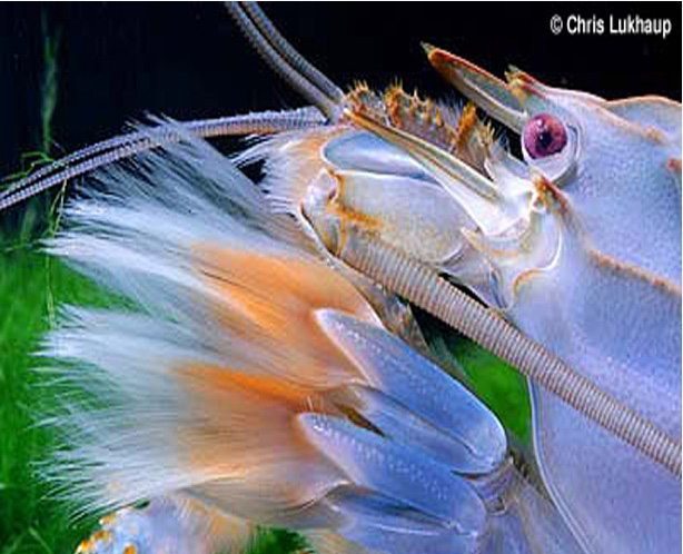 Freshwater Filter Feeding Viper Shrimp Atya Gabonensis Arizona