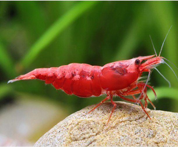 Freshwater-Red-Cherry-Shrimp.jpg