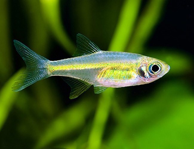 green kubotai rasbora | arizona aquatic gardens