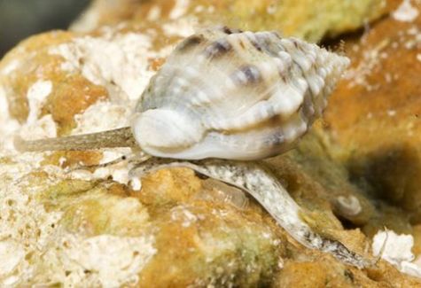 Zebra Turbo Snail | Arizona Aquatic Gardens