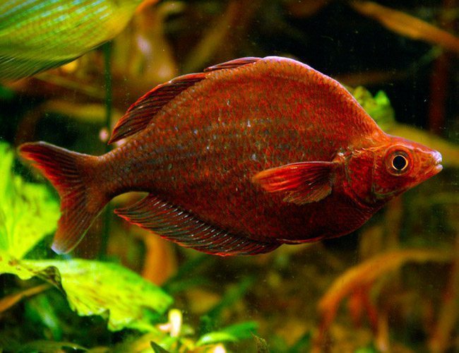 Red Irian Breeder Size Rainbowfish - Arizona Aquatic Gardens