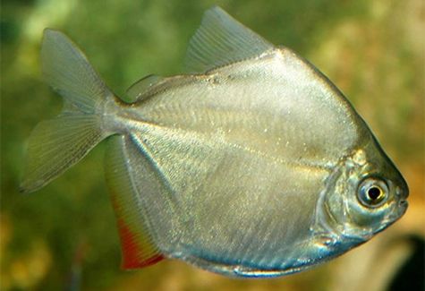 Banded Knifefish Arizona Aquatic Gardens
