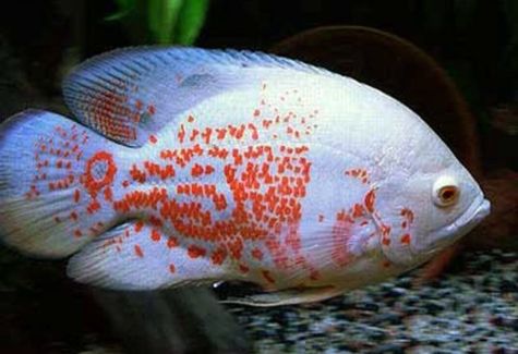 Geophagus Pellegrini Cichlid
