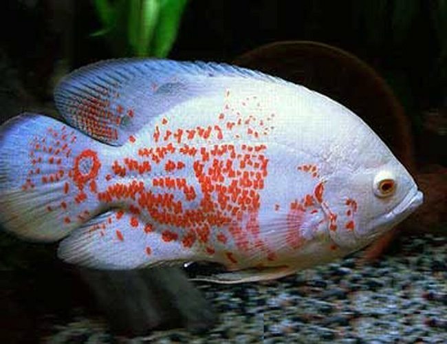 Albino Tiger Oscar Freshwater Fish | Arizona Aquatic Gardens