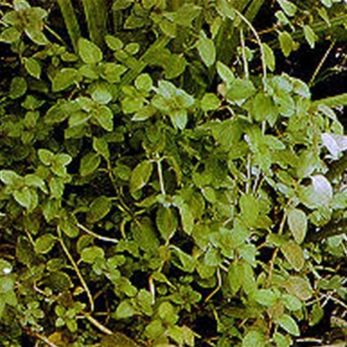 Aquatic Mint Bunched Aquatic Plant Arizona Aquatic Gardens