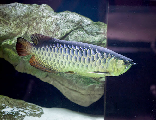 Silver Arowana Freshwater Aquarium Fish Arizona Aquatic 