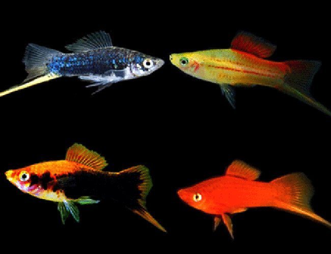 Assorted Swordtail Aquarium Fish | Arizona Aquatic Gardens