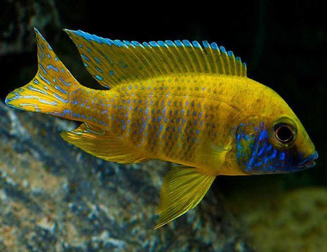 Benga Sunshine Peacock Cichlid | Arizona Aquatic Gardens