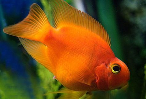 South Central American Cichlids Archives Arizona South Central American Cichlids Archives Arizona