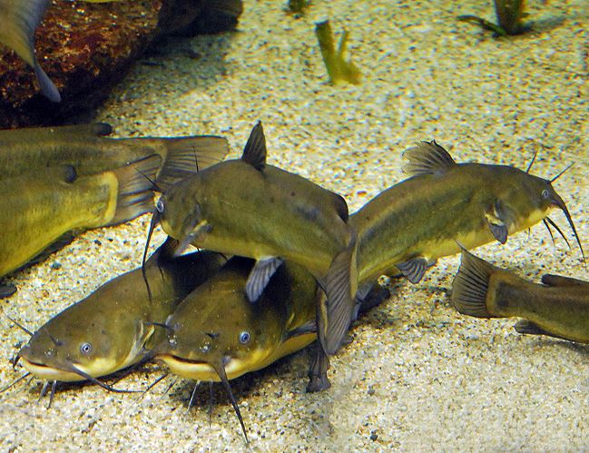 catfish – brown bullhead catfish or mud cats