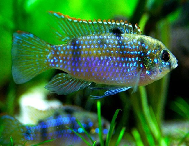 Dwarf-African-Butterfly-Cichlid.jpg