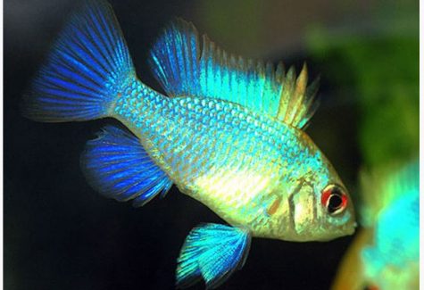 German Blue Ram Cichlids - 3 Fish (1 Male / 2 Female) Florida Bred Standard Body