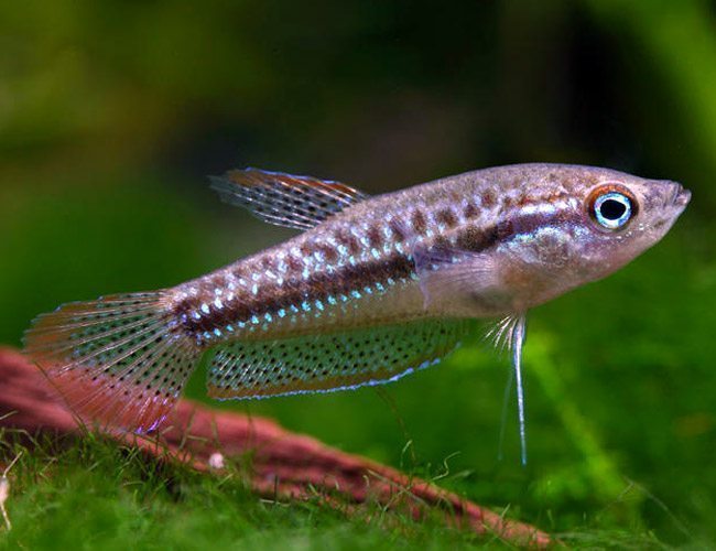 Dwarf Sparkling Gourami Fish | Arizona Aquatic Gardens