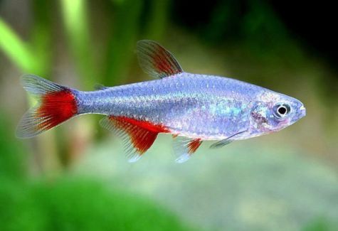 Neon Diamond Head Tetra | Arizona Aquatic Gardens