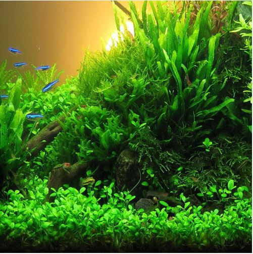 Glossostigma Elatinoides Aquarium Plant Arizona Aquatic Gardens