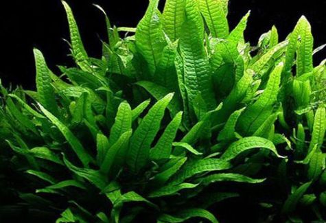 Java Fern Giant Ahnold Aquarium Plant | Arizona Aquatic Gardens
