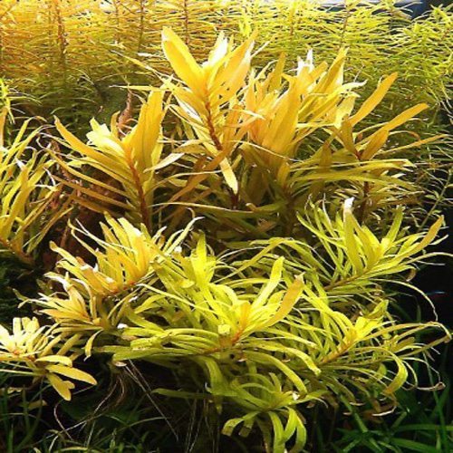 Nesaea Golden Bunched Aquarium Plant Nesaea pedicellata 'Golden