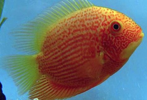 Oscar fish for sale gold coast