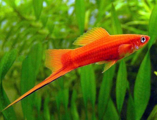Red Velvet Swordtail Aquarium Aquarium Fish  Arizona Aquatic Gardens