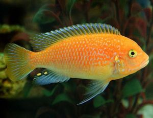 Aquarium Fish Plants Accessories - Arizona Aquatic Gardens