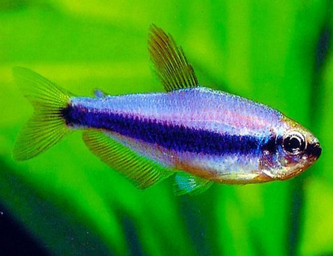 Purple Tetra