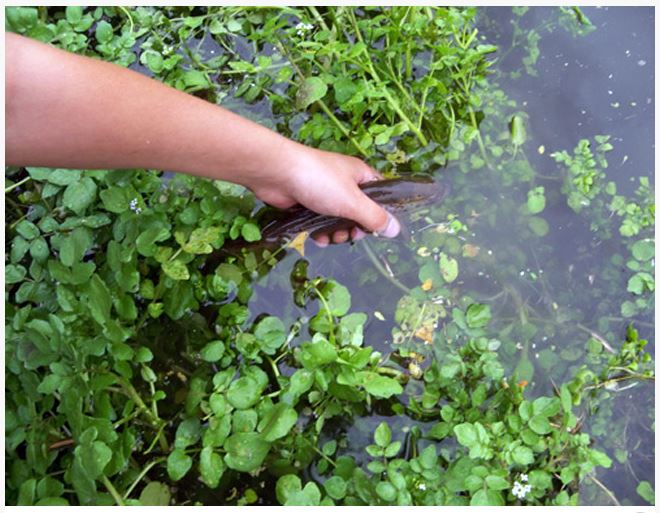 Watercress Pond Plant Arizona Aquatic Gardens