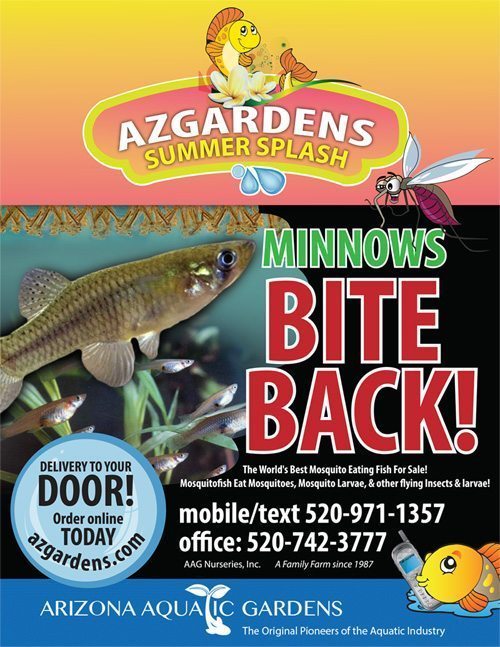 What Can Mosquito Fish Eat Unique Fish Photo