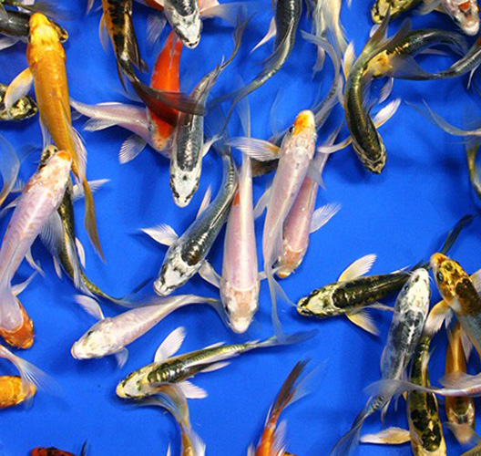 Koi Japanese Butterfly Koi