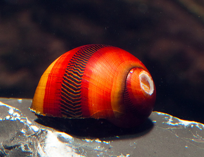 Red Racer Nerite Snail Vittina Waigiensis For Sale At Azgardens Com algae eating nerite snail red racer nerite snail vittina waigiensis