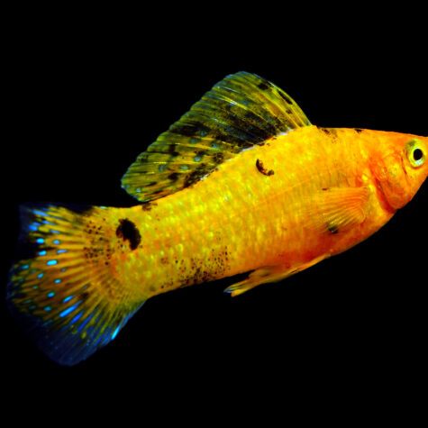 Buy Livebearers Tropical Fish for your Aquarium from AzGardens