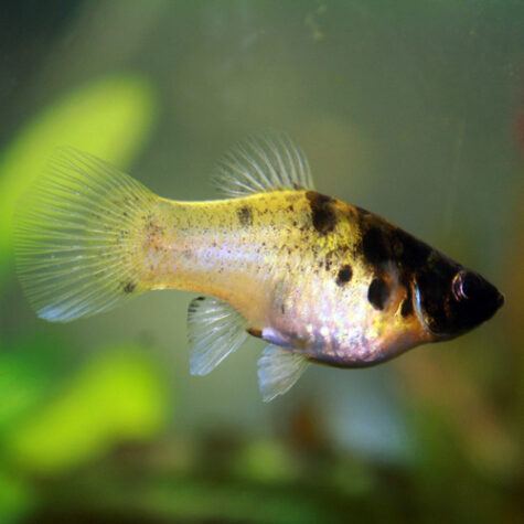 Buy Livebearers Tropical Fish for your Aquarium from AzGardens